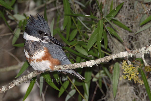 Belted Kingfisher © Russ Chantler